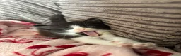 Mixed Breed cats for sale: 5 Beautiful Kittens  - Advert 8