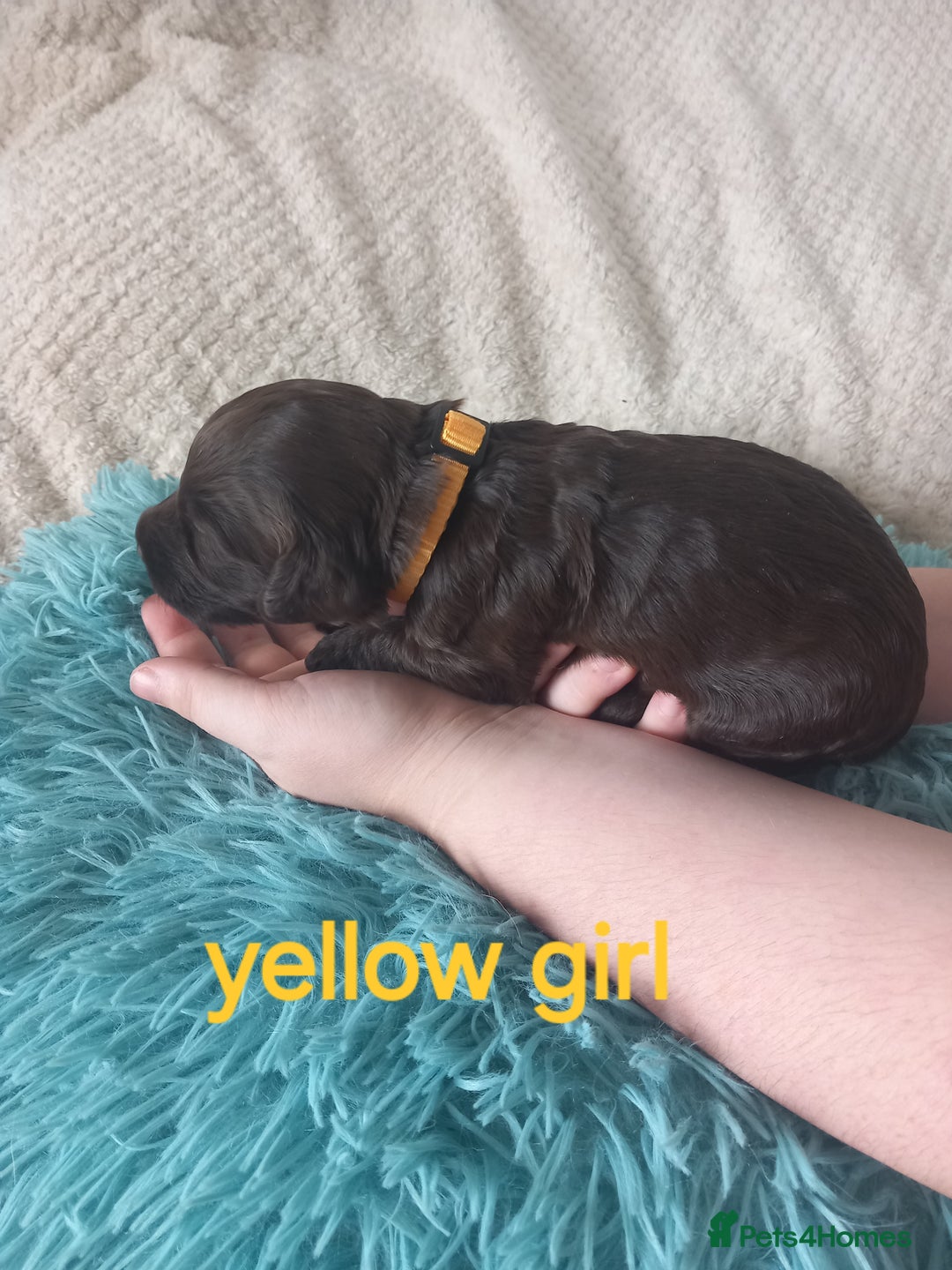 Cockapoo dogs for sale: Cockerpoo puppies  - Image 10