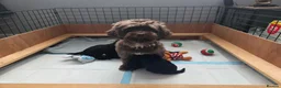 Shihpoo dogs for sale: F1b shihpoo puppies 1 girl left - Advert 7