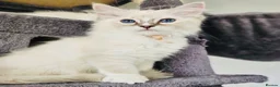 Ragdoll cats for sale: Stunning GCCF Ragdoll Kittens  in Clacton-on-Sea - Advert 2