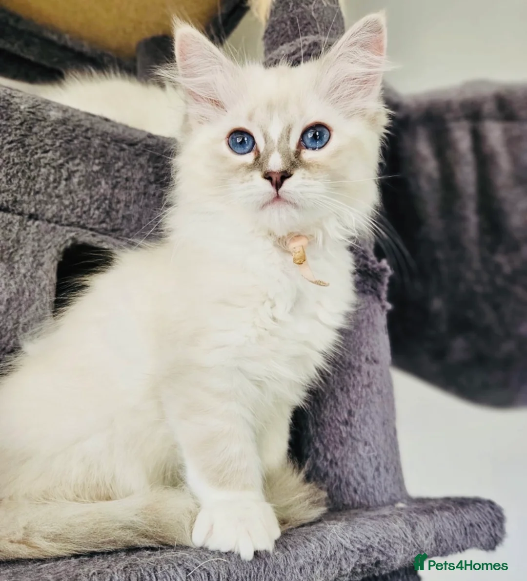 Ragdoll cats for sale: Stunning GCCF Ragdoll Kittens  in Clacton-on-Sea - Advert 2