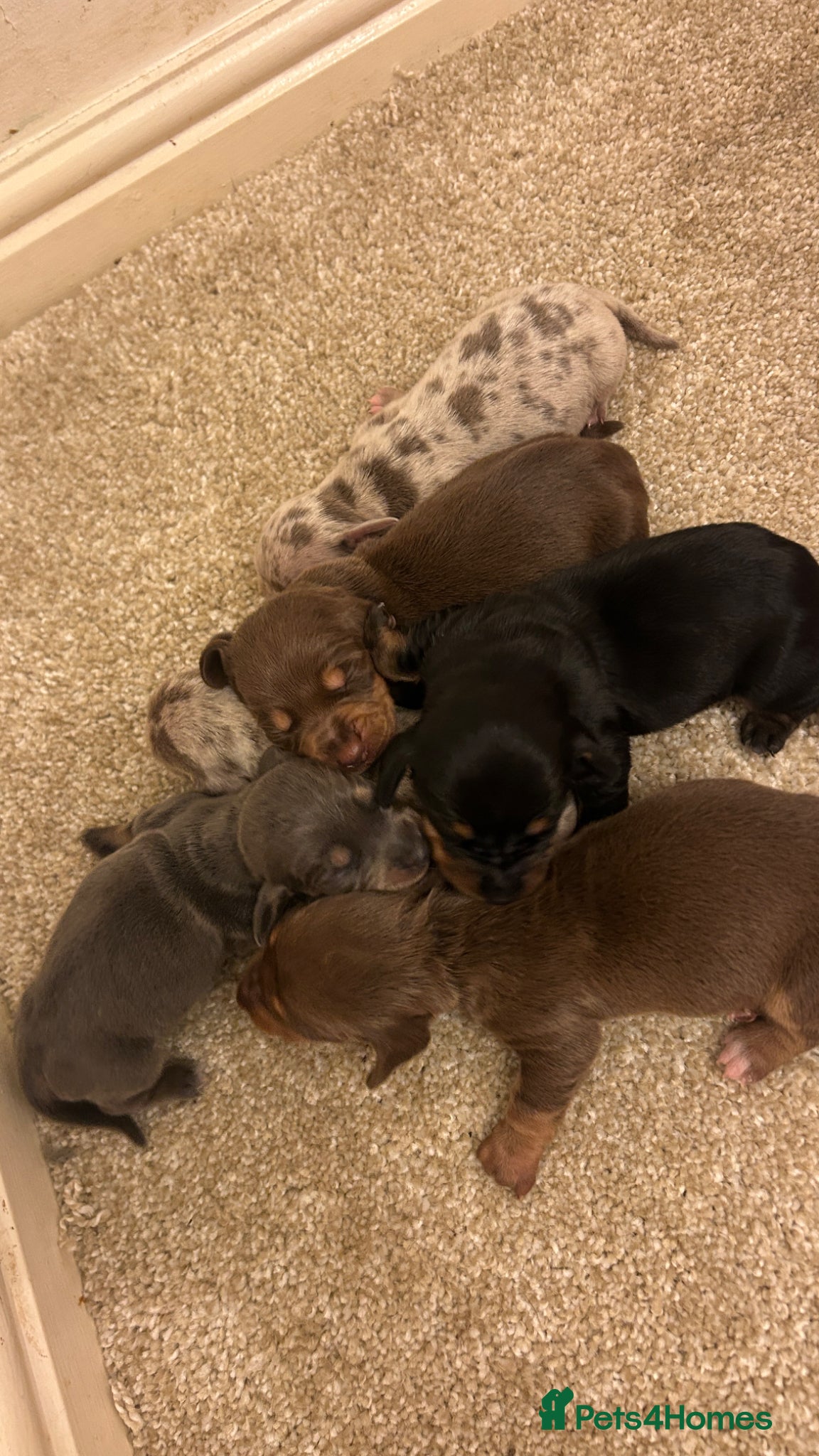 Miniature Dachshund dogs Stunning dachshund puppies   - Advert 17