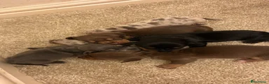 Miniature Dachshund Puppy 2