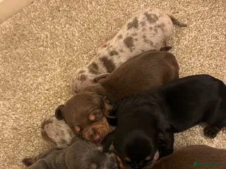 Miniature Dachshund dogs 💕 READY TO LEAVE FROM 18/05/2026💕 dachshunds - Advert 1