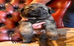 German Shepherd dogs for sale: Long-Haired Straight Back German Shepherd Puppies - Image 34