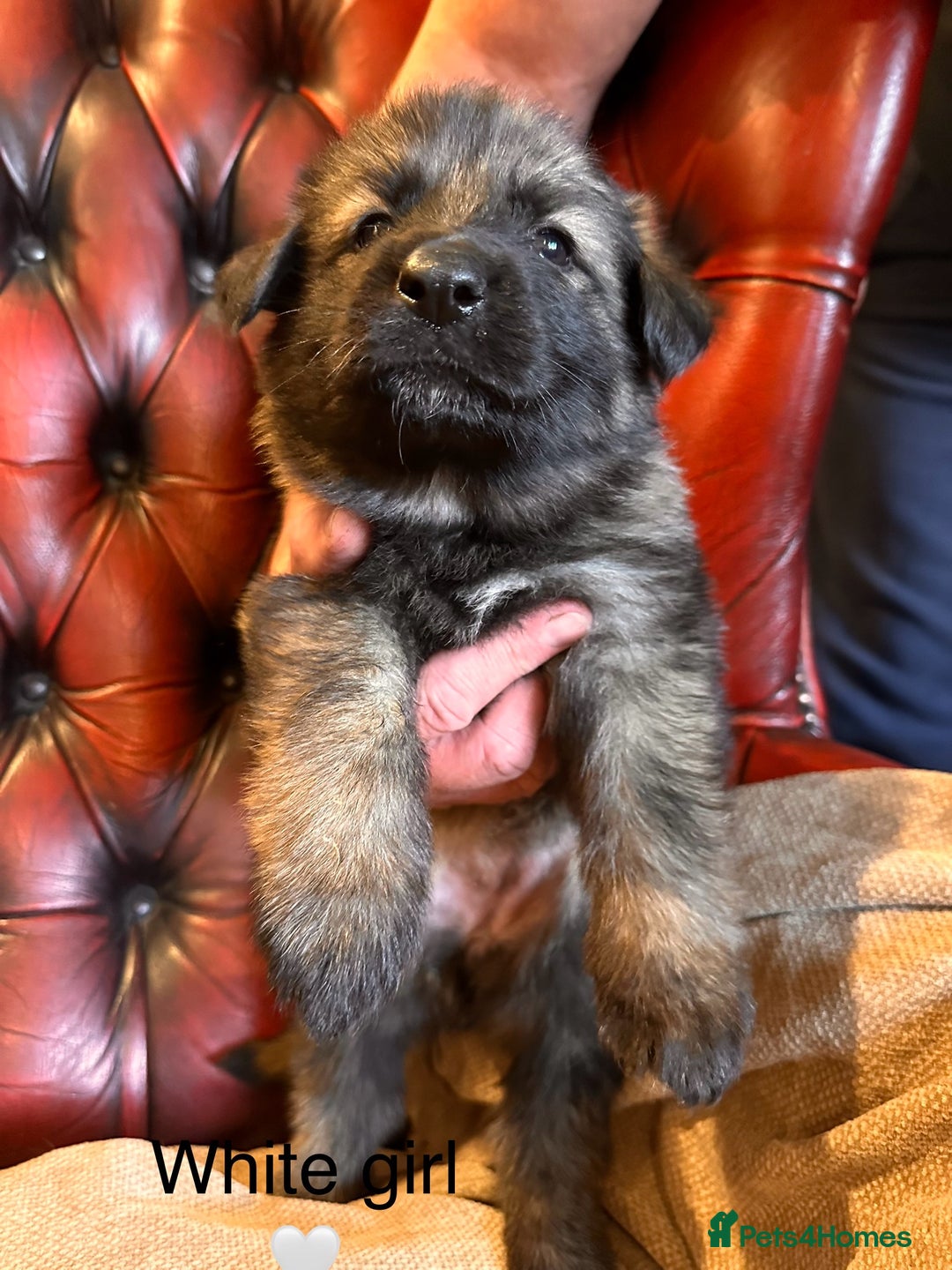 German Shepherd dogs for sale: Long-Haired Straight Back German Shepherd Puppies - Image 34