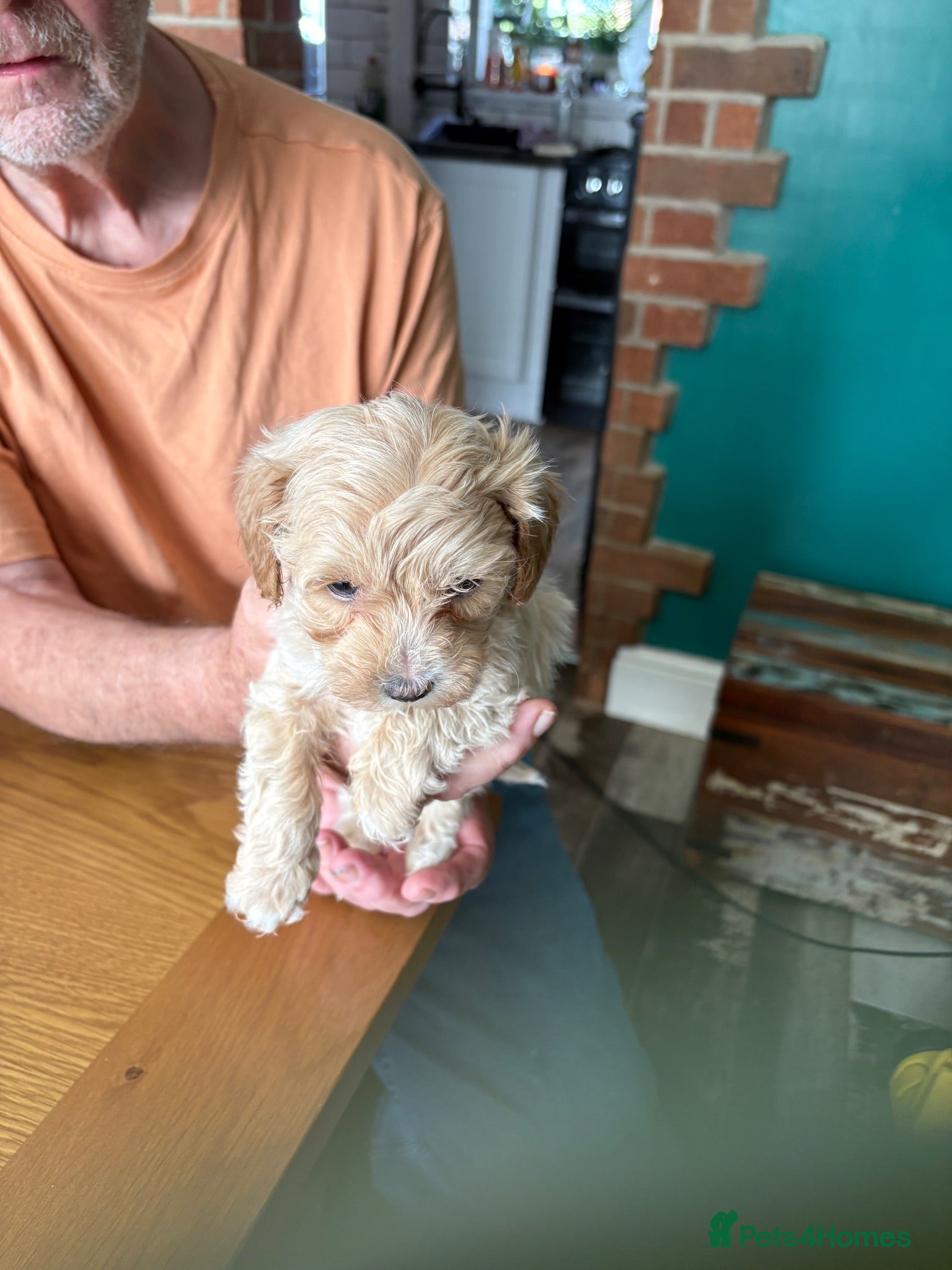 Maltipoo dogs 1 little boy left  - Advert 7