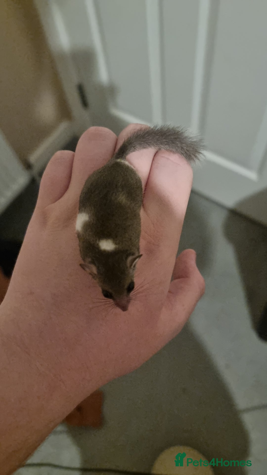 Mouse rodents for sale: Pied African Pygmy Dormice  - Advert 11