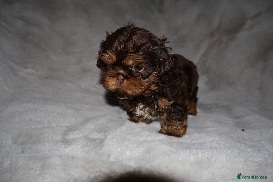 Shih Tzu dogs for sale: ✨️Exceptional Imperial Litter Ready Mid December✨️ - Advert 26