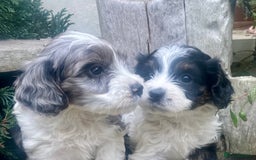 Cavapoo dogs for sale: Cottage Cavapoo Puppies  - Image 2