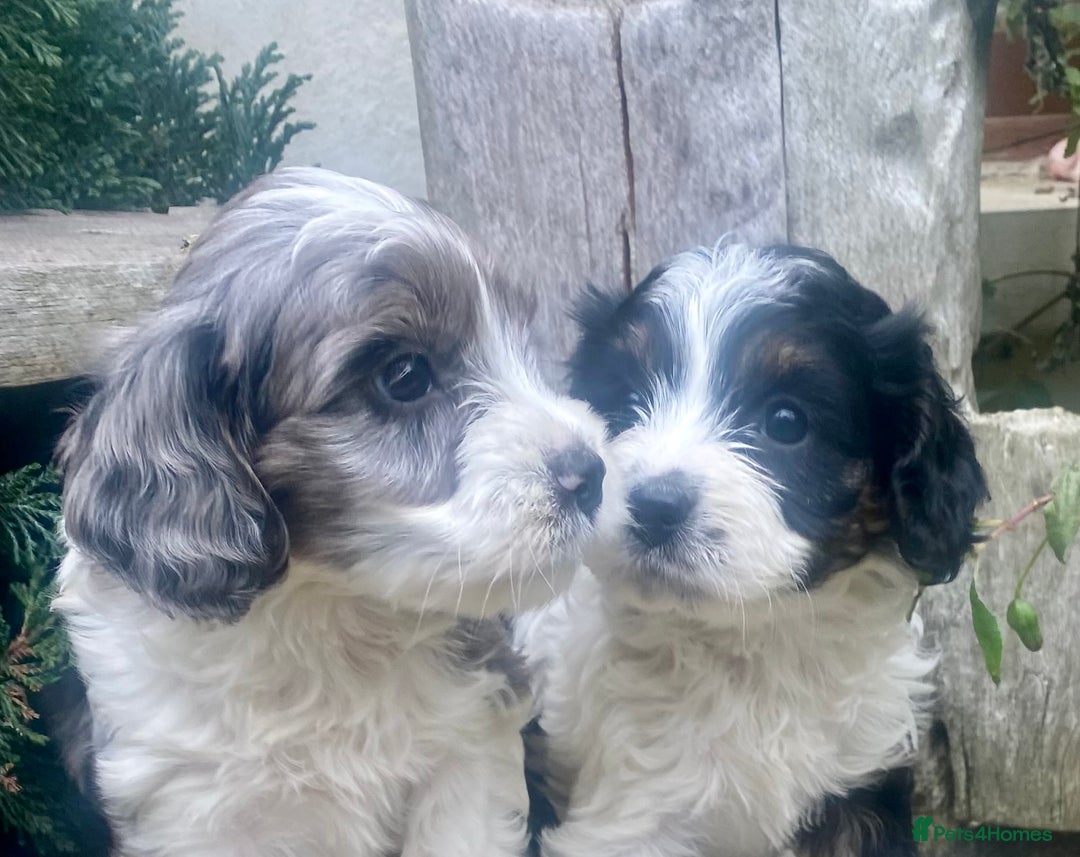 Cavapoo dogs for sale: Cottage Cavapoo Puppies  - Image 2
