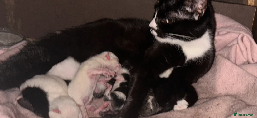 Mixed Breed cats for sale: Siamese x Maine coon kittens available  - Advert 2