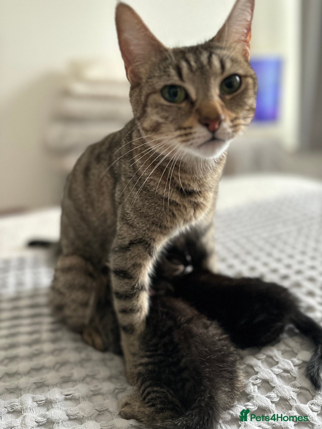 American Shorthair cats for sale: 🌟Adorable kittens now ready 4 forever home🌟 - Image 3