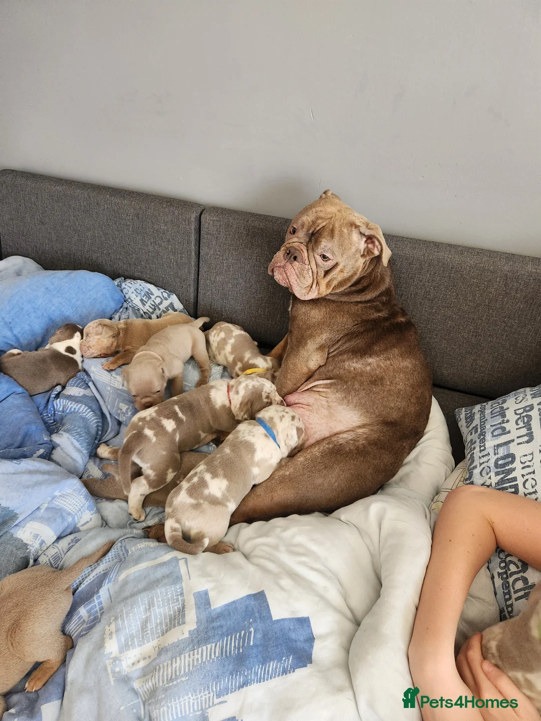 Dorset Olde Tyme Bulldogge dogs for sale: Beautiful puppies looking for home - Advert 2