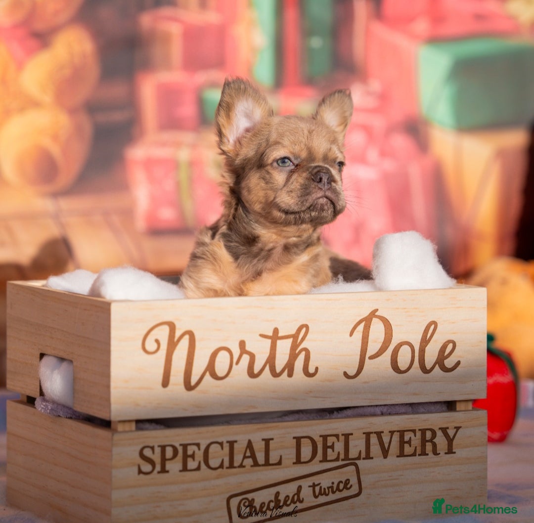 French Bulldog dogs for sale: Adorable fluffy frenchies ready for loving homes - Advert 21