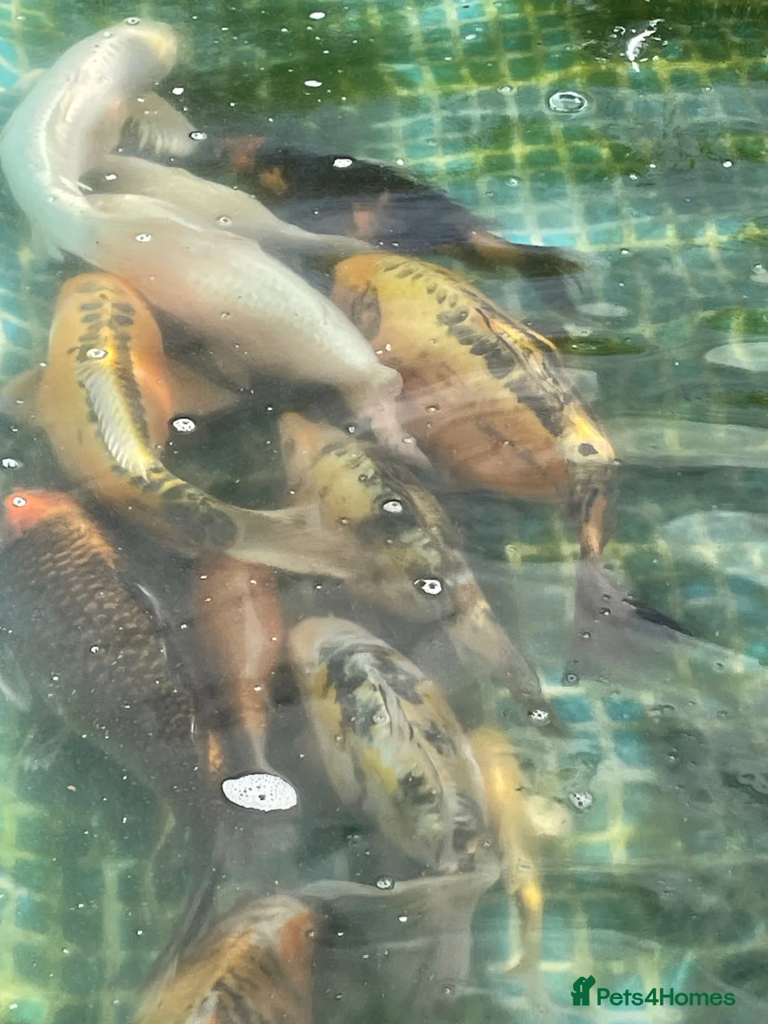 Koi Carp fish for sale: Koi fish with set up  in Rowlands Gill - Advert 2