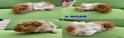 Guinea Pig rodents for sale: Guinea Pigs - Ready Now - Advert 6