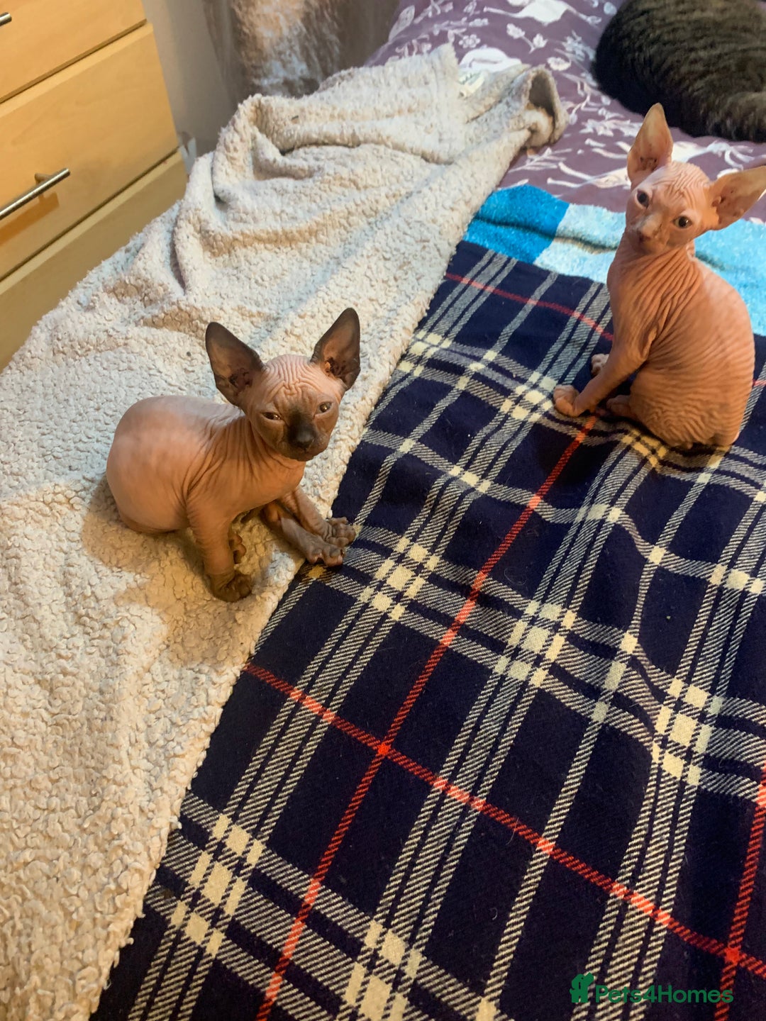 Sphynx cats for sale: Beautiful sphynx kittens - Image 7