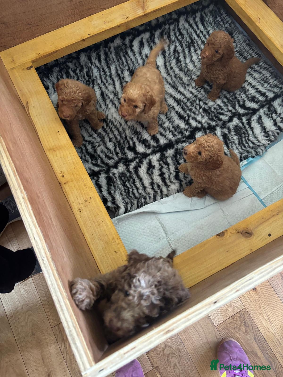 Mixed Breed dogs for sale: Moyen/miniature poodle - Advert 16