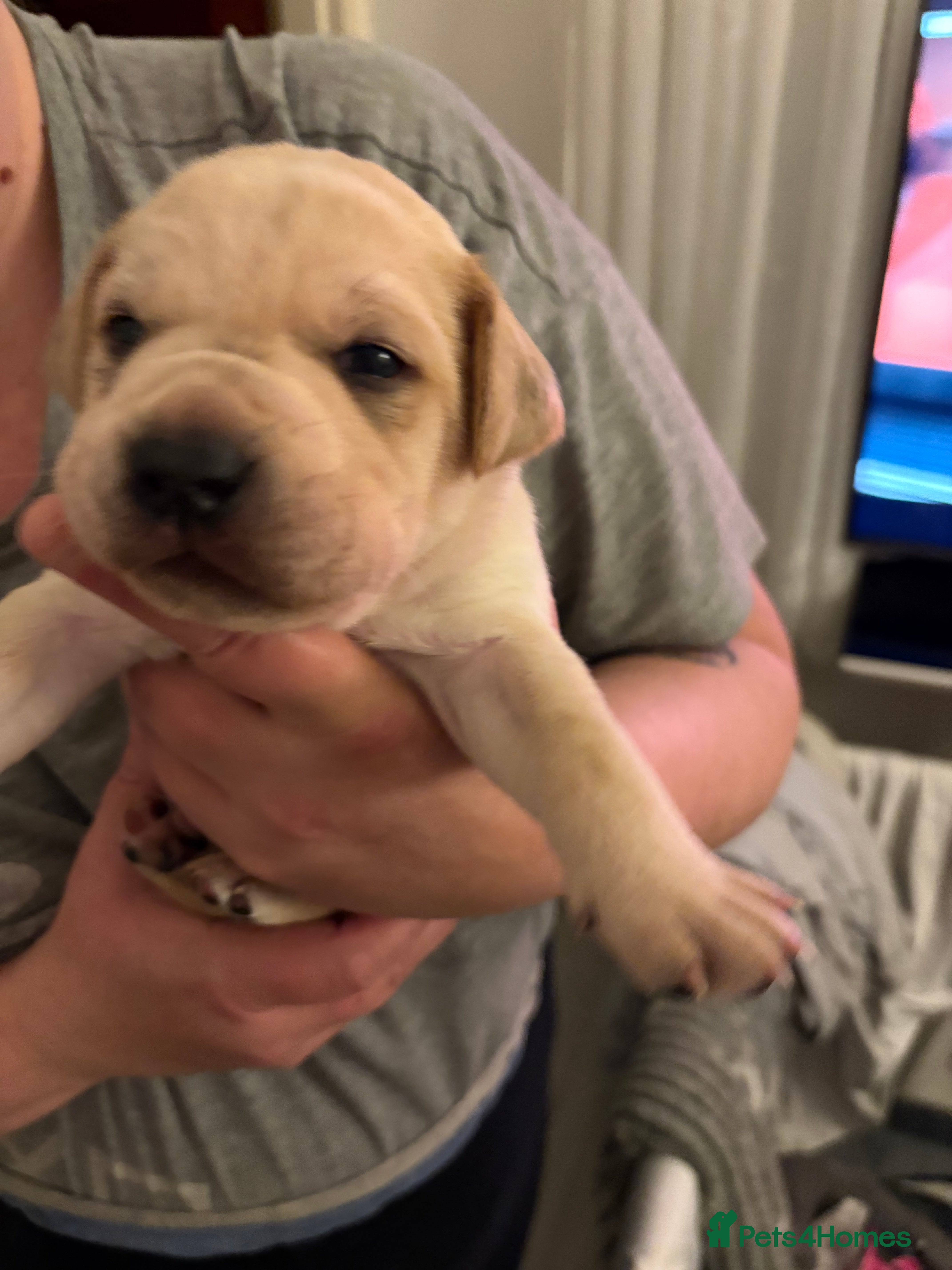 Mixed Breed dogs Staffie puppy’s  - Advert 2