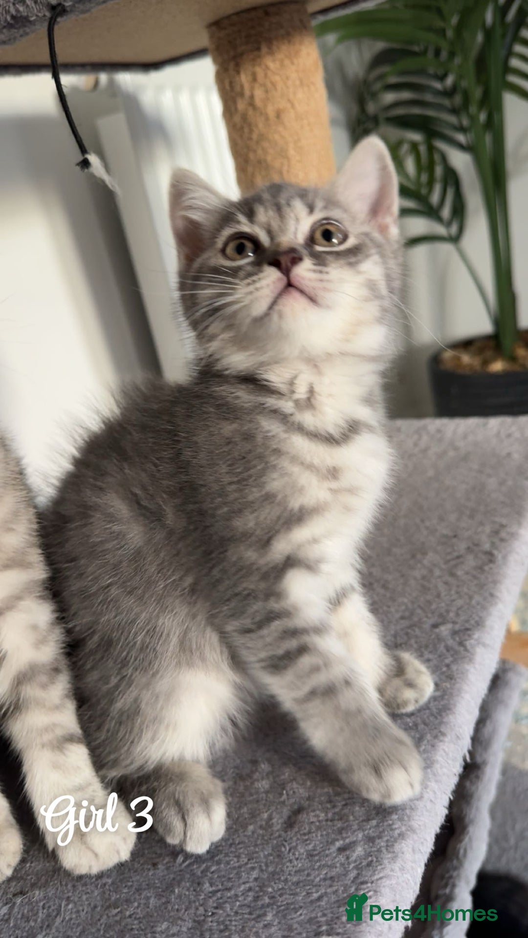 British Shorthair cats for sale: British shorthair kittens  - Image 3