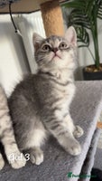 British Shorthair cats - Advert 5