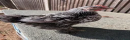 Chickens poultry for sale: Rare colour laced cockerels - free - Advert 7