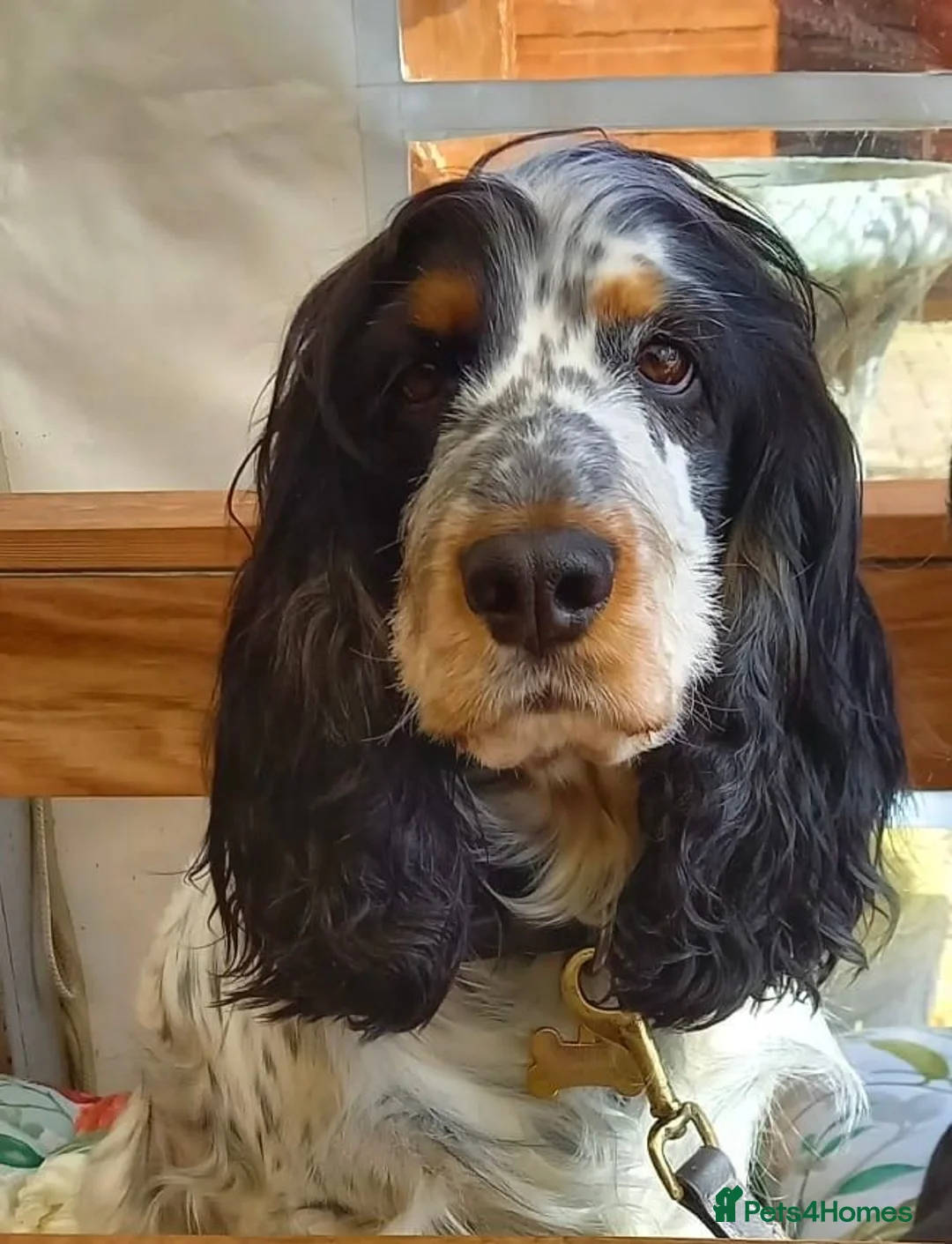 Cocker Spaniel dogs for sale: Cocker Spaniel Puppies in Crawley - Advert 7
