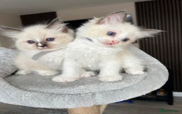 Ragdoll cats for sale: Registered Ragdoll kitttens for sale - Image 17