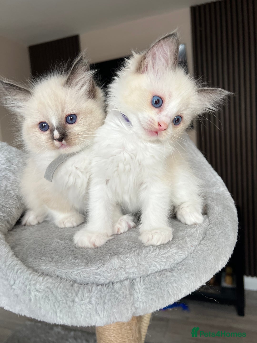 Ragdoll cats for sale: Registered Ragdoll kitttens for sale - Image 17