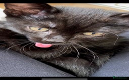 Domestic Shorthair cats for sale: Beautiful female black kittens - Image 8
