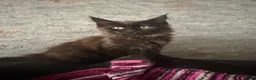 Maine Coon cats for sale: Beautiful Maine Coon Kittens  - Advert 16
