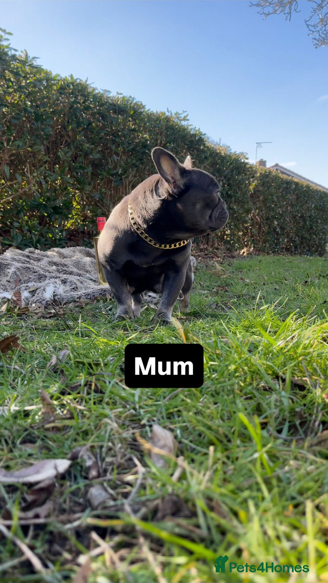 French Bulldog dogs for stud: Tiny lilac and tan stud £300 - Image 20