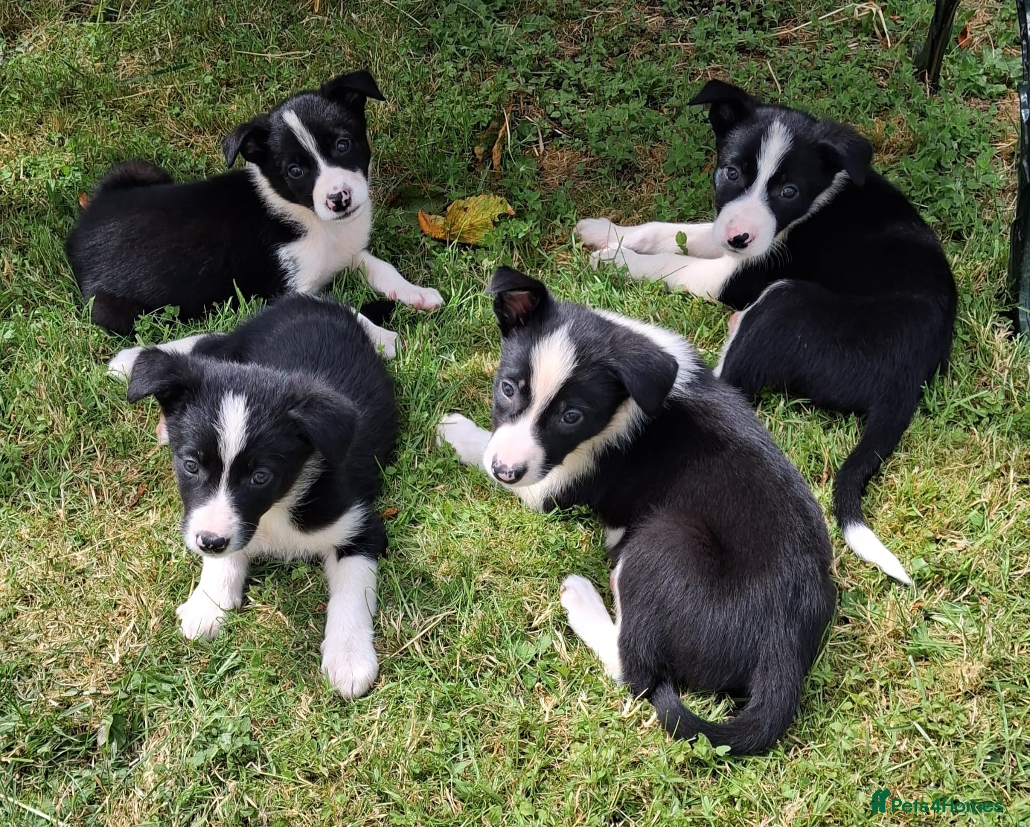 Border Collie dogs black and white border collie pups - Advert 2