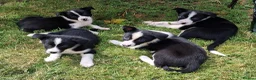 Border Collie dogs for sale: black and white border collie pups in Brecon - Advert 2