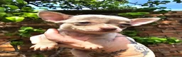 Chihuahua dogs for sale: Beautiful Short-haired chihuahua puppies  - Advert 3
