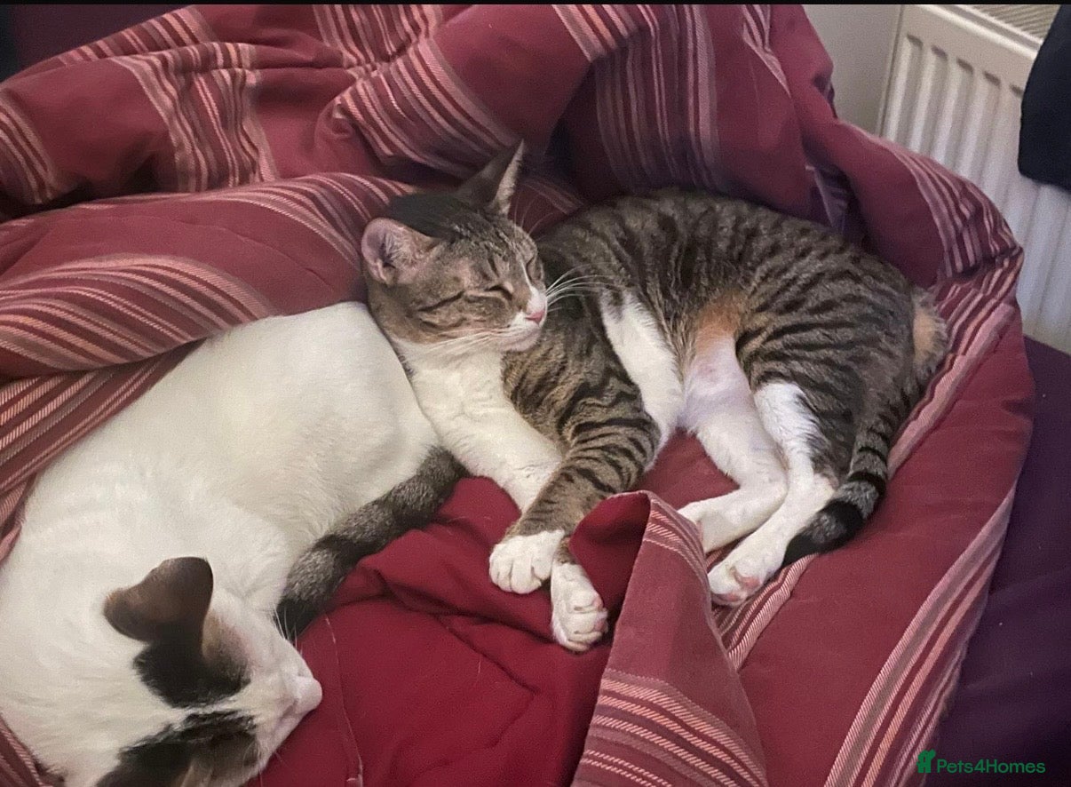 Arabian Mau cats for adoption: Nellie  - Advert 2