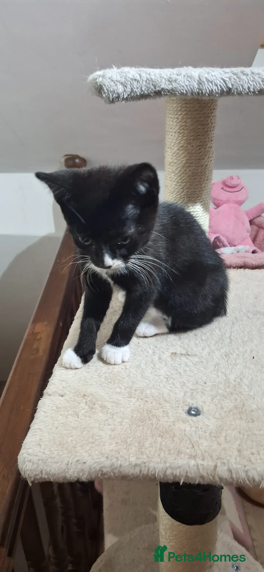 Siamese cats for sale: Kitten boy  - Advert 2