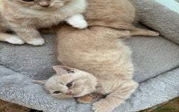 British Shorthair cats for sale: 3 LEFT - TICA BRITISH SHORTHAIRED KITTENS - Image 27
