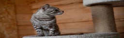 Bengal cats for sale: 🩶 IMPORTED SILVER MINK MALE 🩶 - Advert 4