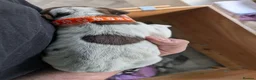 German Shorthaired Pointer dogs for sale: Stunning 3rd Generation Pups Available  - Advert 8