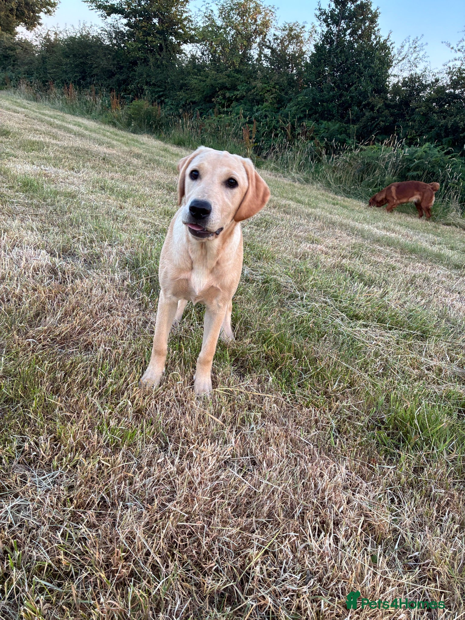 Labrador Retriever dogs Beautiful 6 month old Labrador  - Advert 1