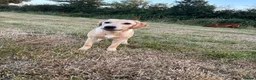 Labrador Retriever dogs for sale: Beautiful 6 month old Labrador  in Chard - Advert 1
