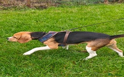 Beagle dogs for adoption: ❤️🐾 Lucy – A TRUE LITTLE GEM 🐾❤️ - Image 10