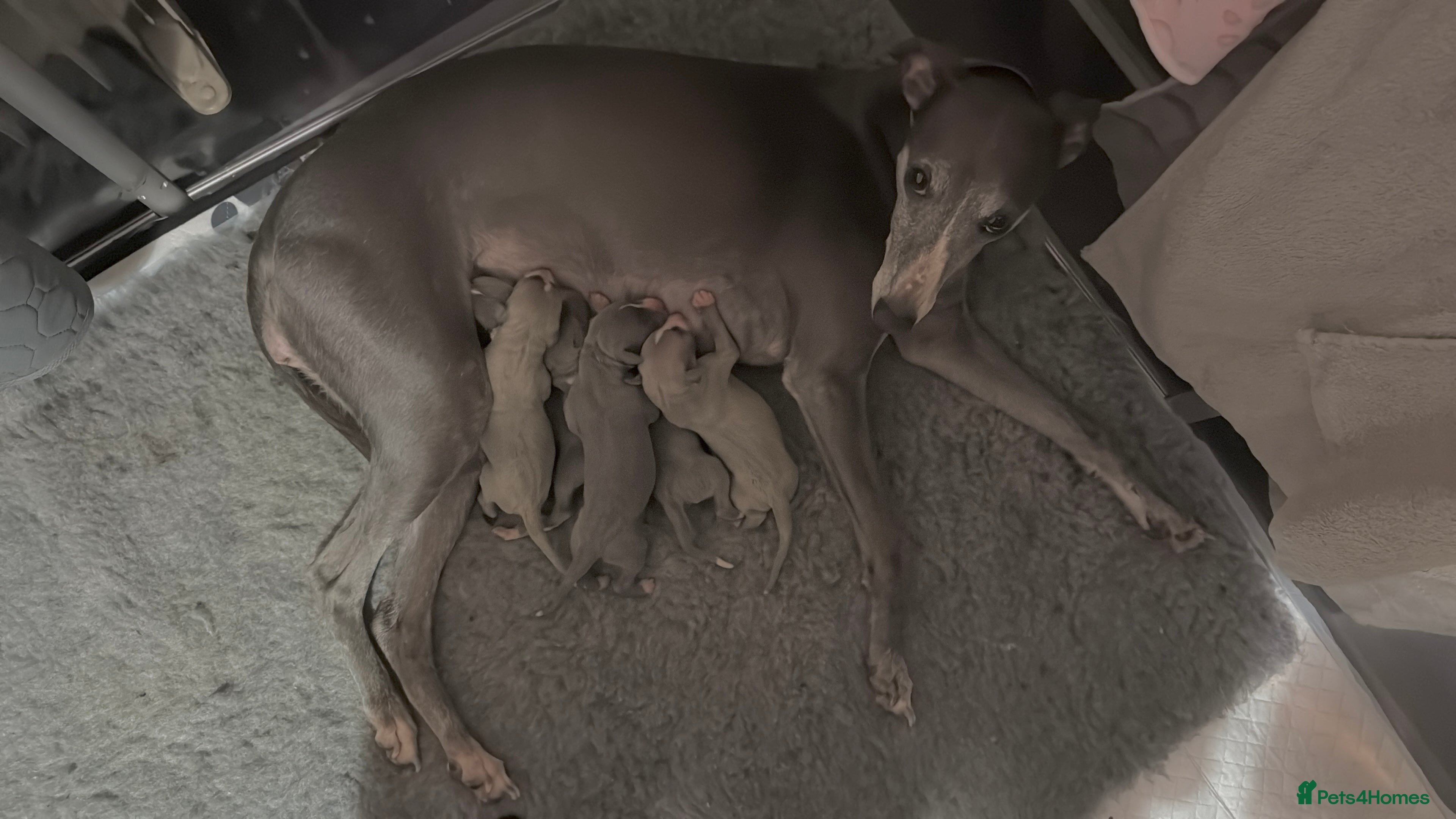 Whippet dogs Whippet puppies looking for exceptional homes - Advert 1