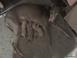 Whippet dogs Whippet puppies looking for exceptional homes - Advert 1