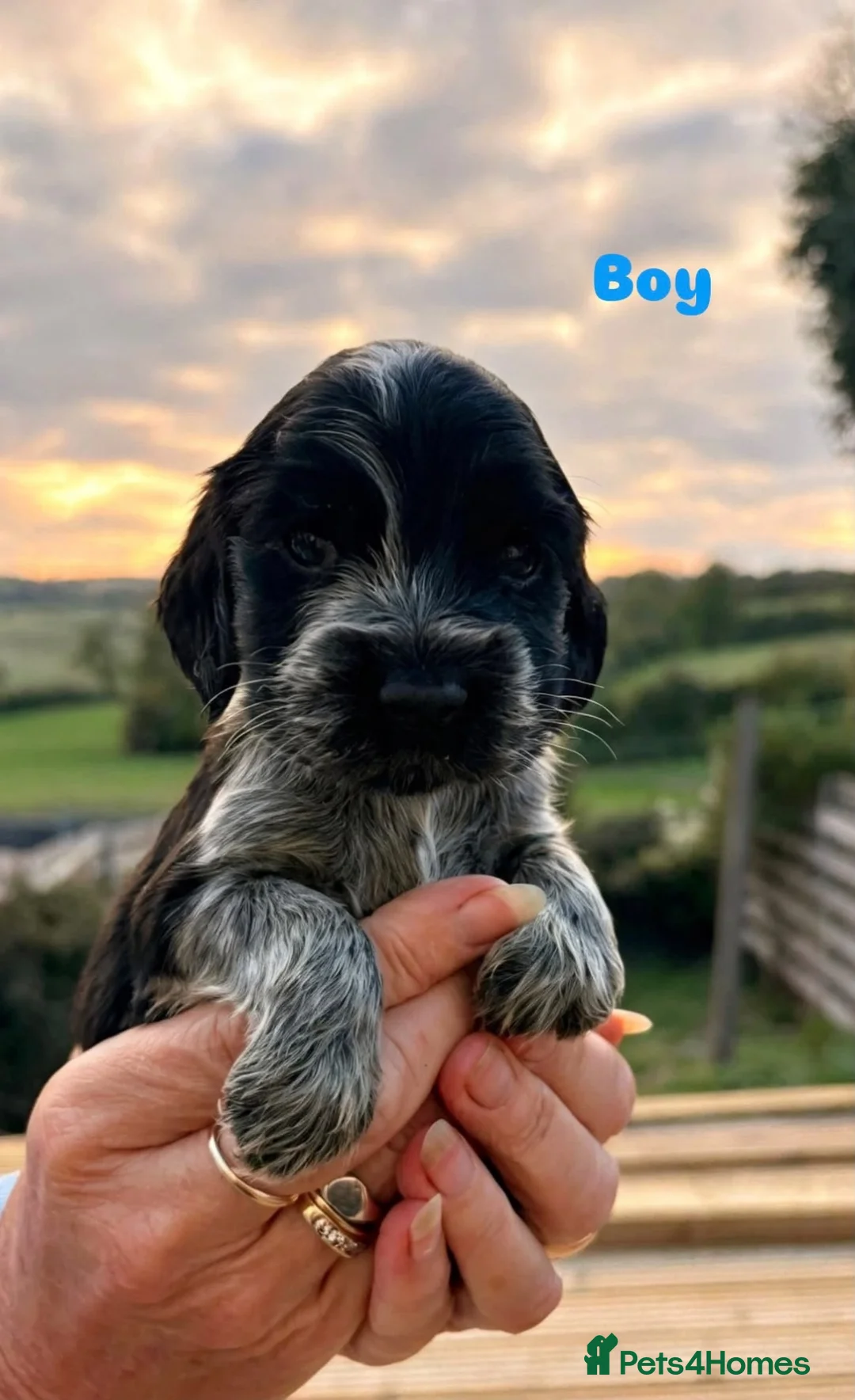 Cocker Spaniel dogs for sale: ❤️❤️Show cocker spaniel ❤️❤️ - Advert 2