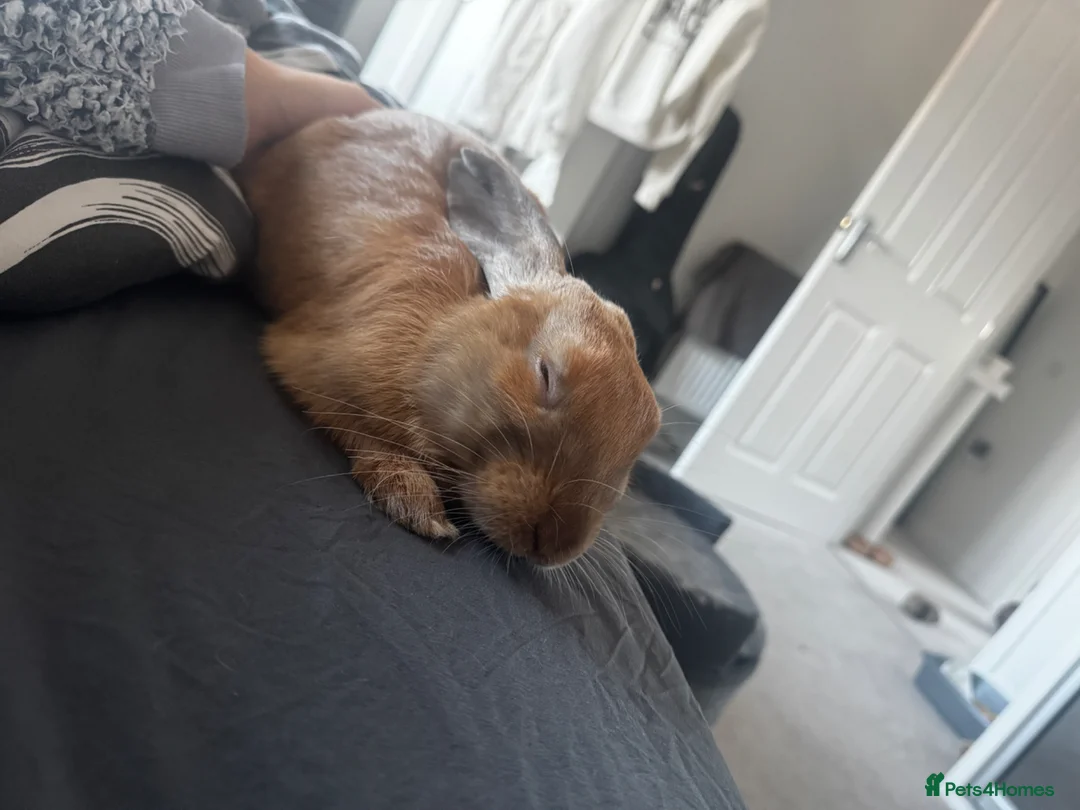 Mixed Breed rabbits for sale: Neutered male rabbit  - Advert 8