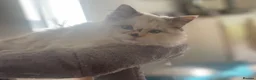 Ragdoll cats for sale: Ragdoll cat in need of loving new home  in Hemel Hempstead - Advert 4