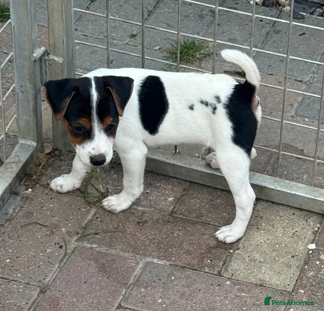 Jack Russell dogs for sale: Quality pure Jack Russell pups  - Image 7